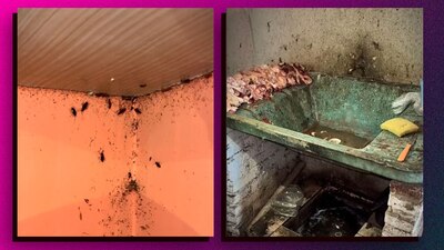 En Bolivia un restaurante fue clausurado por una plaga de cucarachas y extrema suciedad