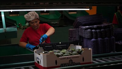 La Población Económicamente Activa (PEA) disminuyó en 388 mil 227 personas en agosto