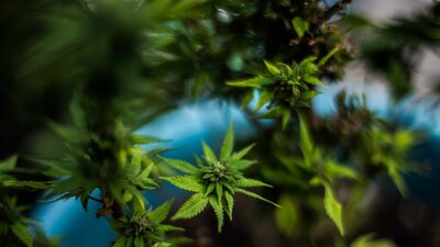 De aprobarse una iniciativa, la producción, consumo, venta y transporte de marihuana será legal