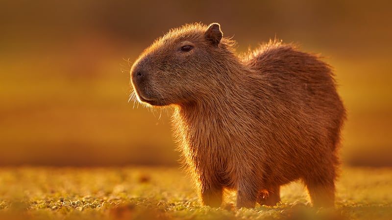 Capibara sufre traumatismo craneoencefálico tras ser golpeado por 8 personas