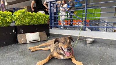 El peludo, al que nombraron 'Pablito', fue rescatado por ‘La Brigada De Vigilancia Animal’