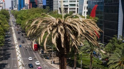 Se prevé que el ahuehuete sea plantado en el marco del Día del Medio Ambiente.
