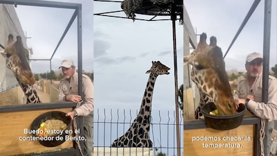 El contenedor incluye alimentación para 'Benito', así como cámaras y micrófonos para su adecuado monitoreo