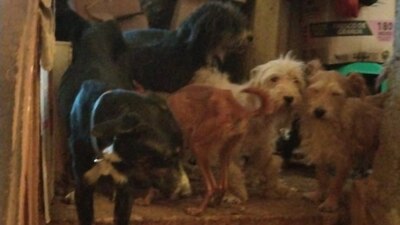 Los animalitos se encontraban en situaciones de maltrato