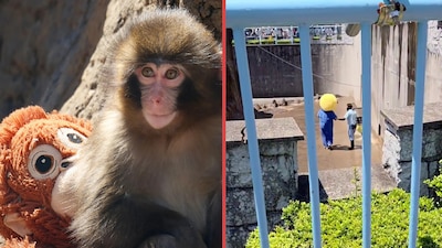 Turistas de EU irrumpen en recinto de ‘Punch’, el mono viral de Japón, y terminan arrestados
