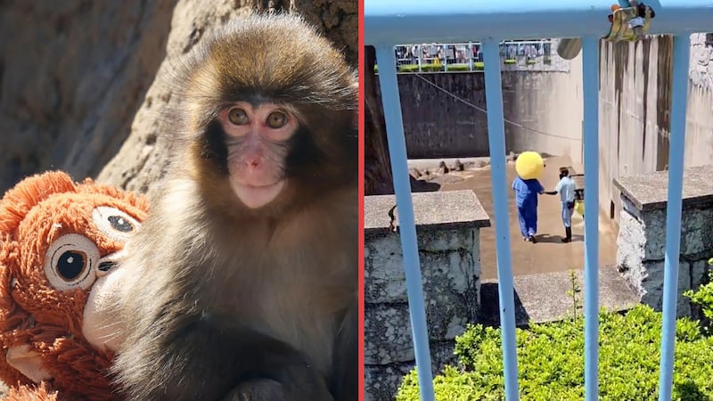Turistas de EU irrumpen en recinto de ‘Punch’, el mono viral de Japón, y terminan arrestados