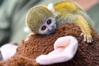 Presentan a ‘Punch peruano’, el mono fraile que también se aferra a un peluche tras ser rescatado