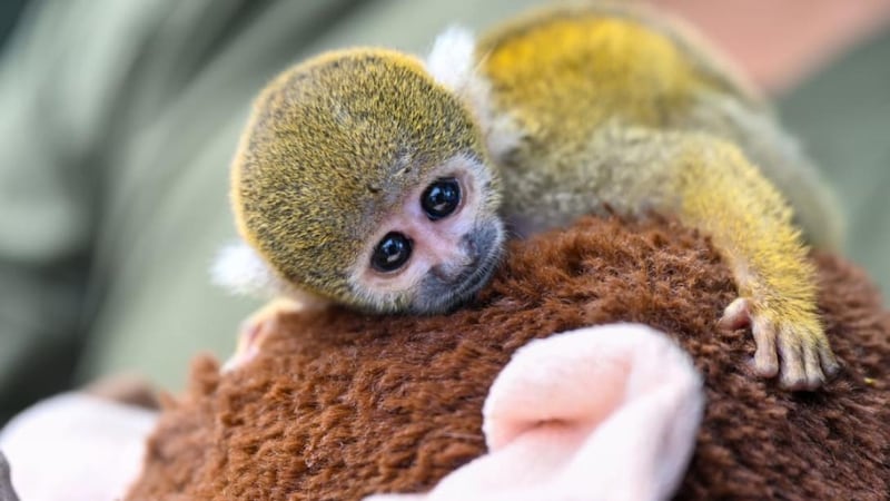 Presentan a ‘Punch peruano’, el mono fraile que también se aferra a un peluche tras ser rescatado