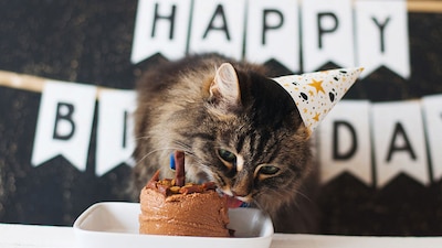 Existen 3 fechas y muchas de ellas son para crear conciencia sobre estos animales