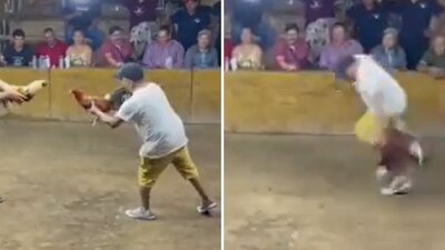 El gallero tuvo una hemorragia en la pierna