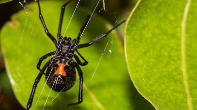 El niño de 8 años guardó el insecto que lo picó