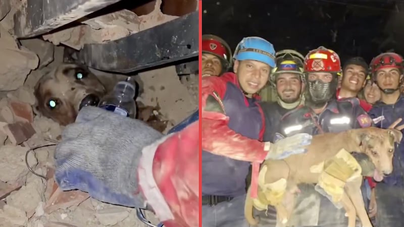 VIDEO: Rescatan a perritos y gatitos atrapados entre escombros tras el devastador sismo en Venezuela
