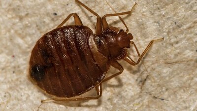 Generan molestias cutáneas y hasta psicológicas