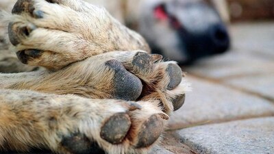 Los perritos fueron llevados a la PAOT