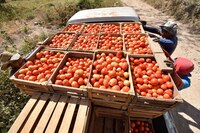 Estados Unidos anuncia nuevo arancel del 20.91% al tomate de México