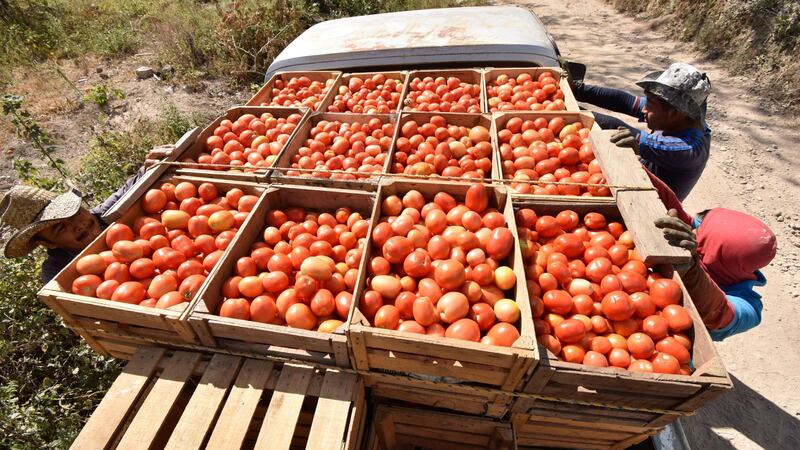 Estados Unidos anuncia nuevo arancel del 20.91% al tomate de México