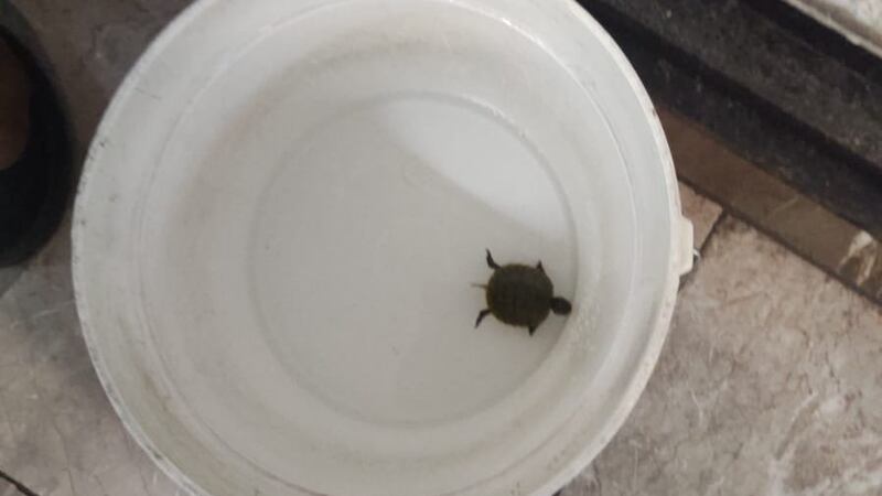 Operativo especial en el metro: rescatan a tortuga en las vías de la estación Normal