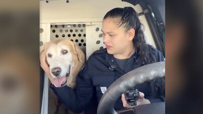 Junto con él se jubilaron otros dos perritos