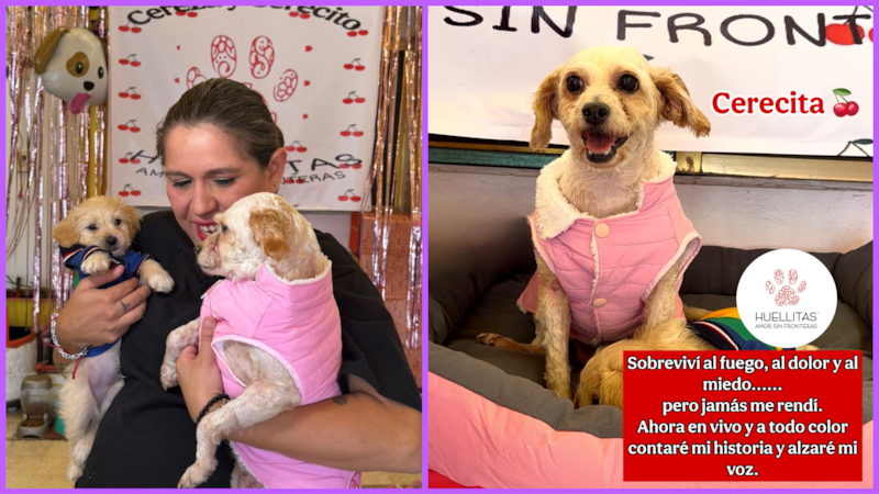 Cereza y su cachorro Cerecito, sobrevivientes de la explosión en Iztapalapa, regresan a casa