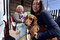¿Tus perros y gatos pueden contagiarse de coronavirus?