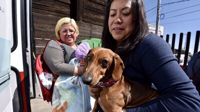 Hasta el momento no se ha confirmado que los animales de compañía puedan contagiarse del virus