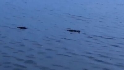 Protección Civil y Bomberos notificaron a las autoridades ambientales