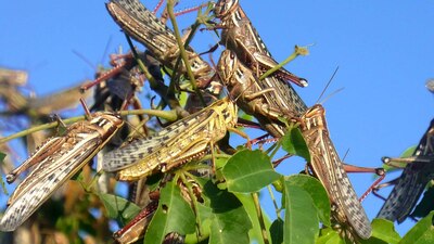 Este insecto ha afectado a la agricultura en Centroamérica desde la época prehispánica