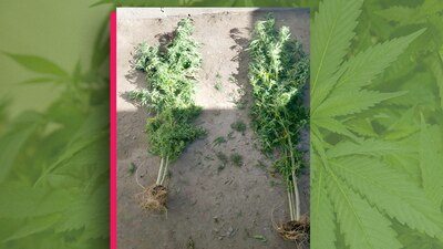 Autoridades aseguraron un par de plantas y hasta lo presumieron