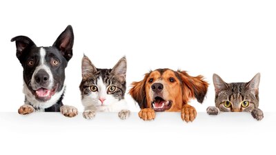 Las mascotas en la CDMX deben contar, por ley, con su registro