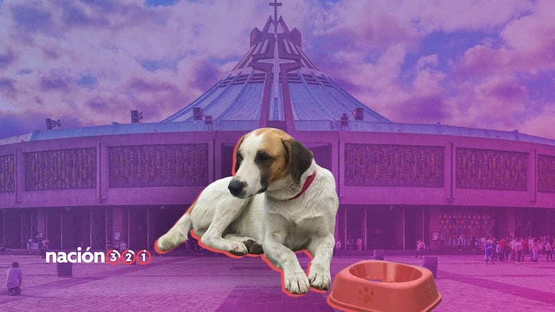 Conoce el Operativo ‘Perrito Peregrino 2025’, para proteger a mascotas en la Basílica de Guadalupe