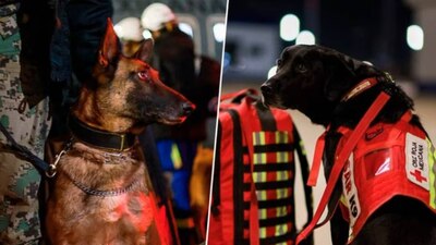 Los binomios ayudarán en varias tareas de rescate en las zonas afectadas por el sismo