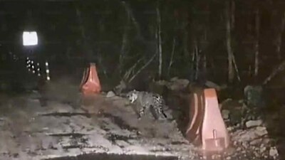 Captaron al felino visitando la zona de las obras por la noche