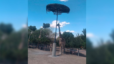 Organizaciones de protección animal buscan que 'Benito' sea trasladado a un lugar más hospitalario