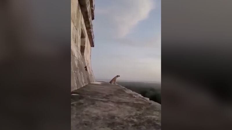 VIDEO: ¿Mensaje de los dioses? Captan a perrito aullando al subir a la pirámide de Kukulkán