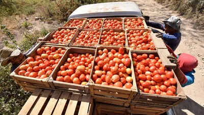 EU suspendió importación de jitomate de compañía mexicana por trato abusivo a trabajadores