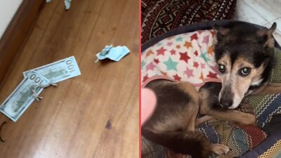 El dueño tuvo que seguir el rastro de billetes rotas