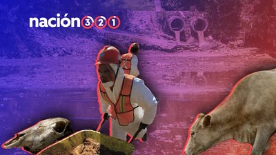 Son provocados por humanos, animales, plantas, suelo y aire