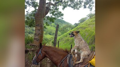 Sin tambalearse, el 'lomito' se 'sienta' en la silla