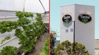 Tras nueva investigación, Cofepris insiste en que no hay cyclospora en lechugas mexicanas