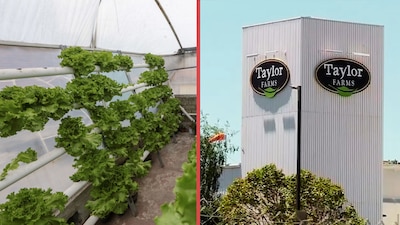 Un día después de informar que las pruebas en la planta de Taylor Farms México resultaron negativas, la autoridad sanitaria reiteró que ni México ni EU han encontrado el parásito cyclospora cayetanensis