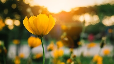 Inicia la Primavera en el Hemisferio Sur