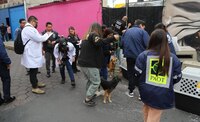 Rescatan a 14 perritos que estaban abandonados y en malas condiciones en un predio en Iztapalapa
