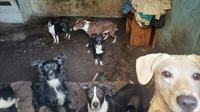 Los perritos que se encontraban con vida fueron trasladados a las instalaciones del Centro de Control Canino 'Luis Pasteur'