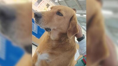 Lo encontraron inconsciente en la entrada de la tienda