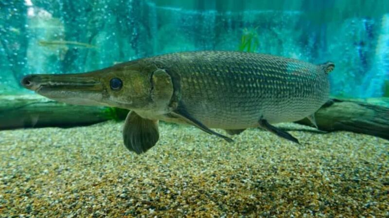 Ofrecen 40 mil pesos por capturar al ‘peje’ más grande en Tabasco