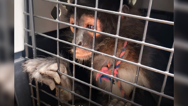 Profepa asegura 138 ejemplares durante operativo contra tráfico ilegal de especies