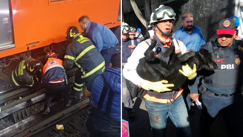 Personal del Metro se viste de héroe y rescata a perrito que quedó atrapado en las vías