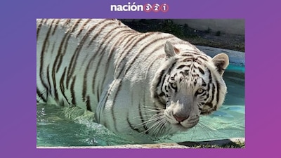 Matan al tigre ‘Kenzo’ durante operativo para su resguardo en Edomex