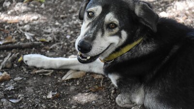 De acuerdo con el Cabildo, el objetivo de esta medida es terminar con jaurías y el envenenamiento de perros y gatos en las calles