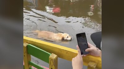 En Xochimilco, perrito se hace viral al nadar en sus canales